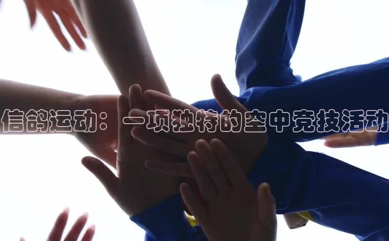 信鸽运动：一项独特的空中竞技活动